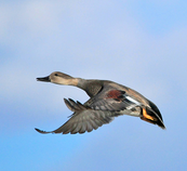 a gadwall in flight