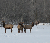 elk standing in snow