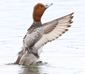 redhead duck flapping wings in water