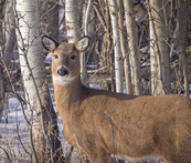 a shaggy deer in winter