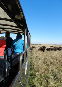 A tour bus stops in a prairie to admire a nearby herd of bison.