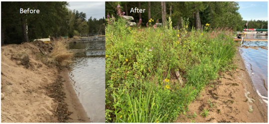 Eroding shoreline on left versus restored with natural vegetation on right