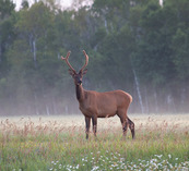 a lone spike bull elk in a field
