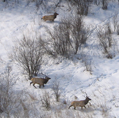 elk seen from an aircraft in winter