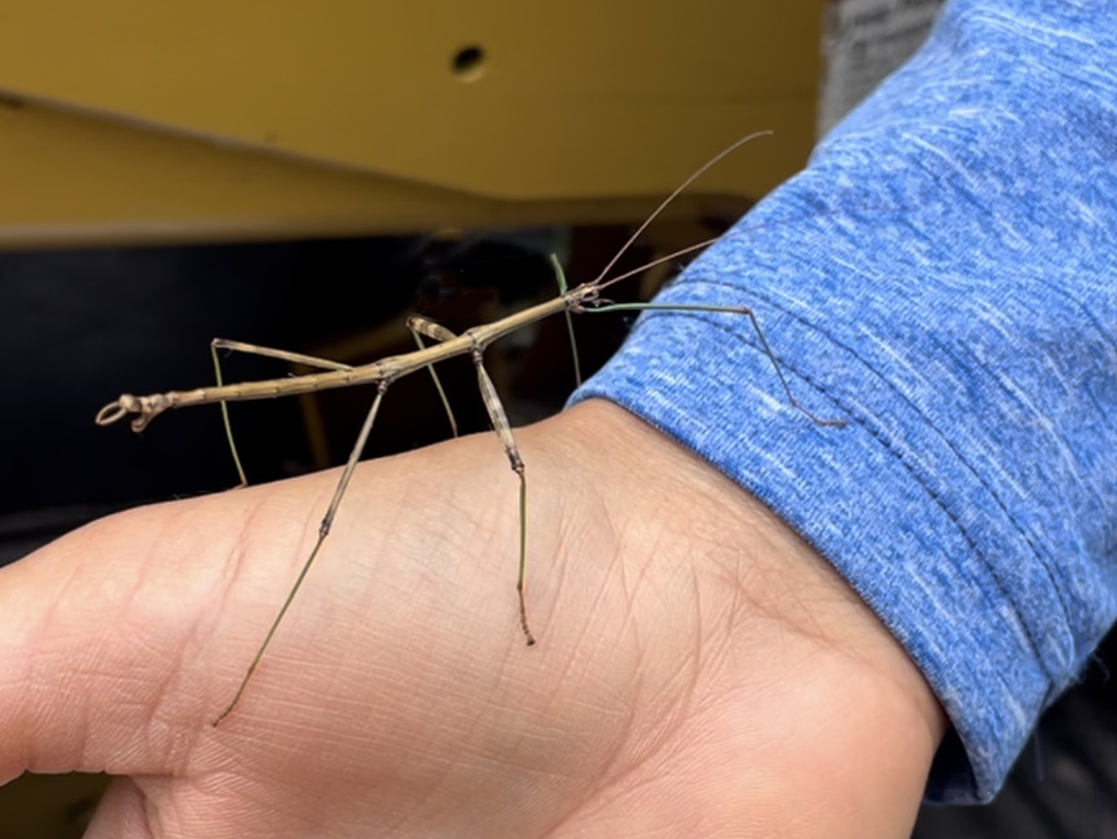 Walking stick at Rice Lake Savanna SNA