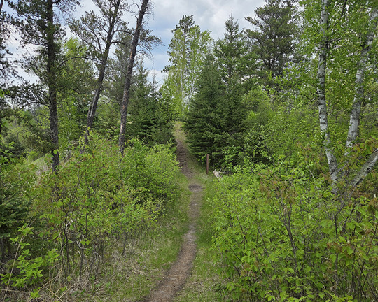 Looking down the trail at La Salle Lake SNA. Photo by Mike Dauplaise.