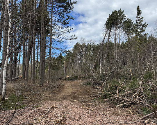 Downed trees along the path at Iona's Beach SNA. Photo by David Glaser.