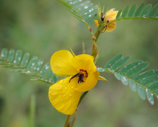 Partridge Pea (Chamaecrista fasciculata). Photo by Brett Whaley CC BY-NC.