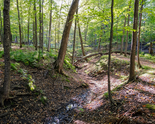 Summer at Wolsfeld Woods SNA. Photo by Justin Vorndran, MN DNR