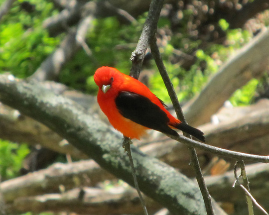 Scarlet tanager sits on a tree branch. Photo by Karen Schik.