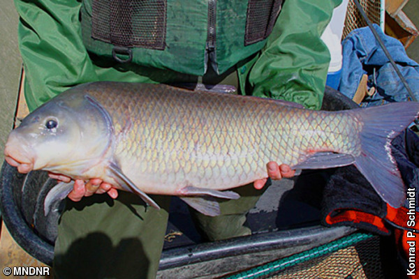 a black buffalo fish being held by a dnr employee