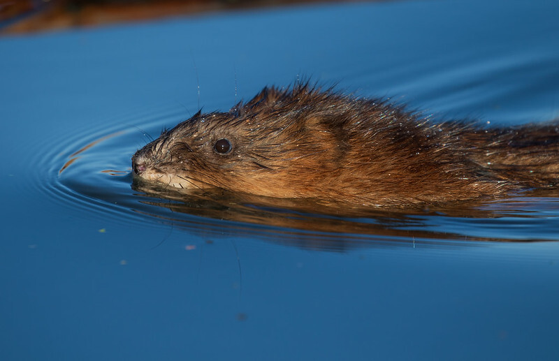 a muskrat in the water 