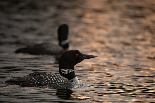 two loons swimming on a lake at sunset