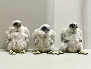 three falcon chicks banded and perched on a desk top