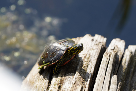 a turtle basking on a log