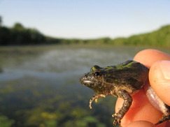 a blanchard's cricket frog being held by a dnr employee 