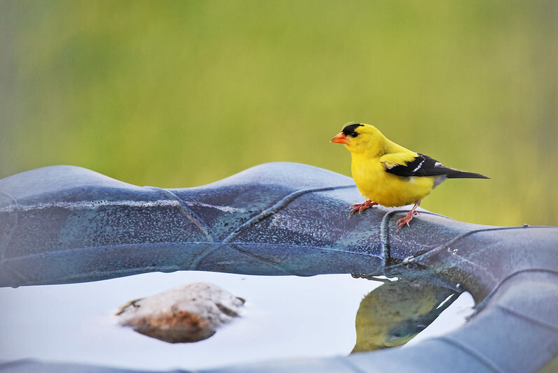 a finch at a bird bath