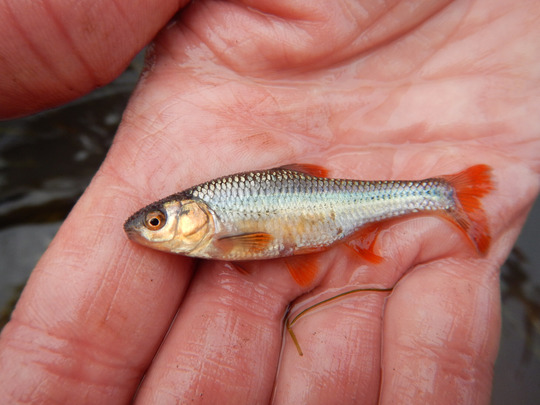 a topkea shiner in the hands of a usfws employee