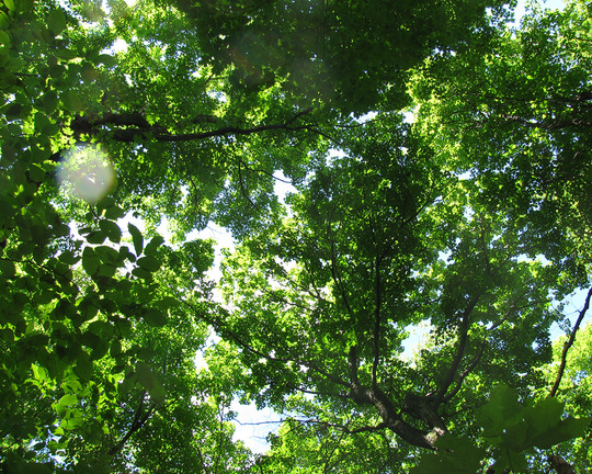 Maple-basswood forest canopy on a summer day at Boltuck-Rice Forever Wild SNA. Photo by MN DNR.
