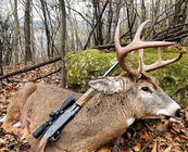harvested buck with a shotgun leaned on it