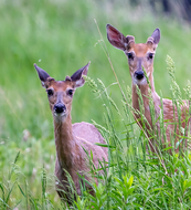 two young bucks with antlers starting to grow