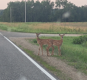 two fawns standing by a road