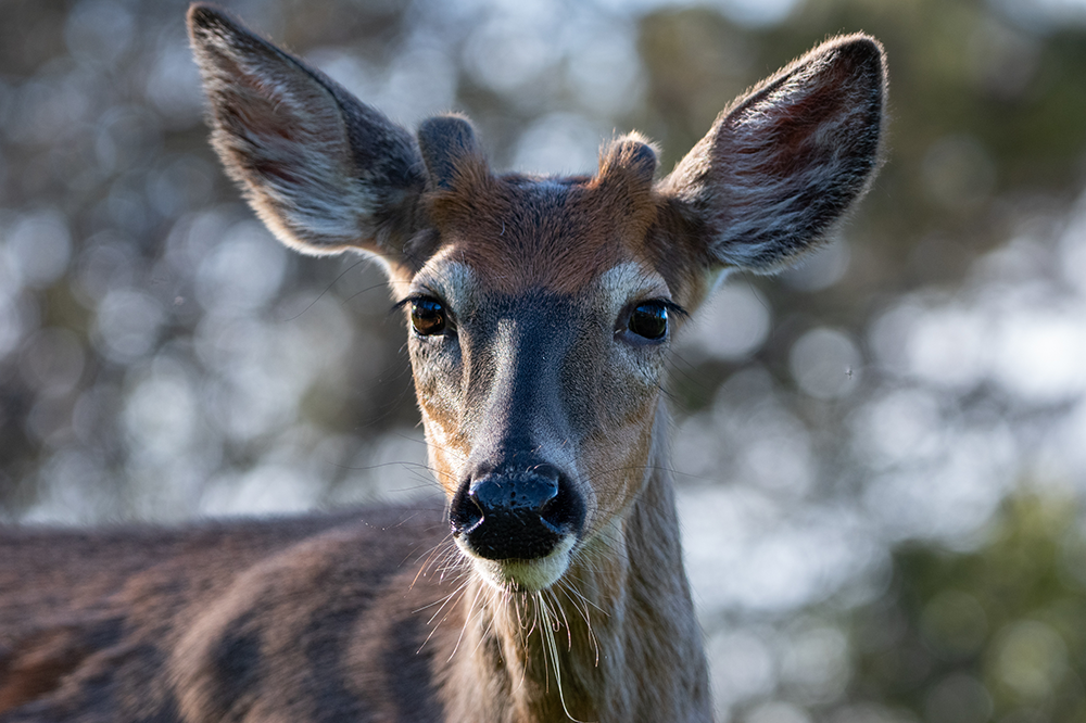a young buck with antlers starting to grow