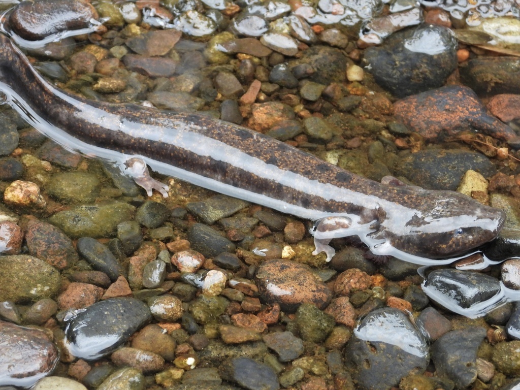 a mudpuppy in the water