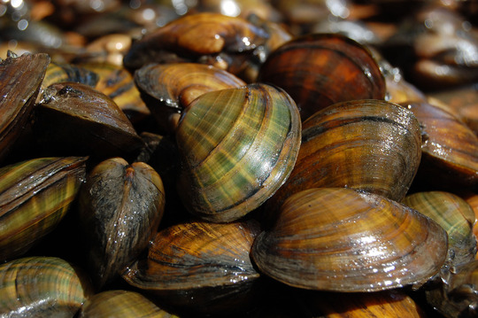 Photo of Higgins’ eye pearly mussels by U.S. Fish and Wildlife Service. 