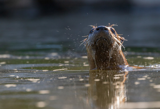 River otter