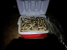Cooler full of Rainbow Smelt.