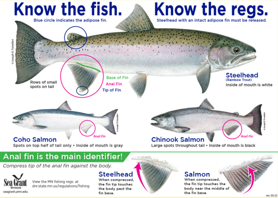 Visual aid to differentiate between Steelhead, Coho Salmon, and Chinook Salmon.