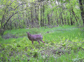antlerless deer on a trail cam in greenery and woods