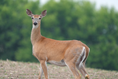 antlerless deer in a field
