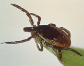 a blacklegged tick