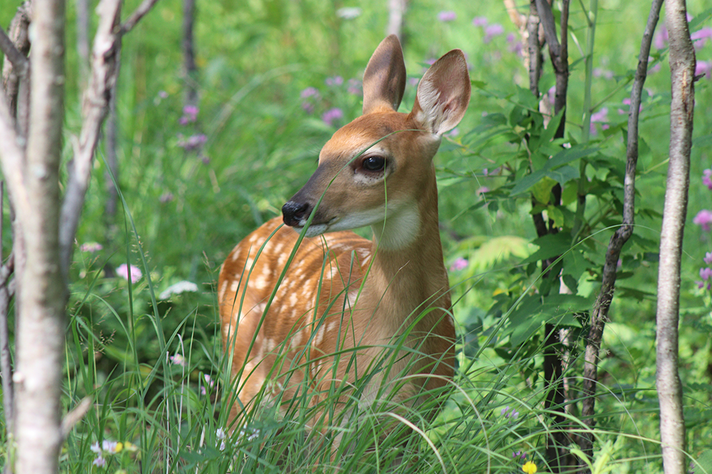fawn in the woods near a sidewalk, fawn has spots and stands among grass