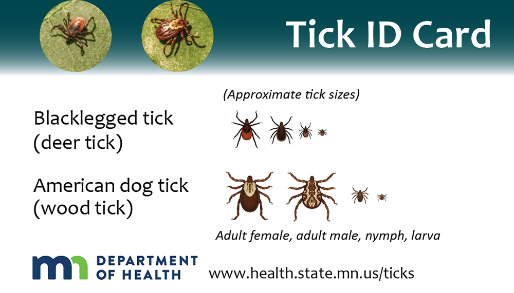 Tick ID card, MN Dept. of Health, blacklegged (deer) and American dog (wood) ticks, their sizes showing adults, nymphs and larva
