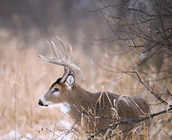 buck with a drop tine in snowy grass