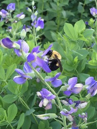 Bee on Wild Blue Indigo plant