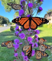 Many monarchs on Meadow Blazing Star plant