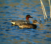 teal photo
