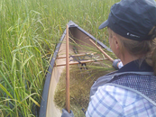 wild rice harvester in a canoe seen from behind