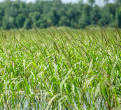 wild rice unharvested in a lake