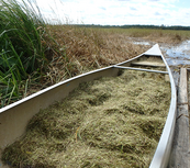 wild rice in a canoe