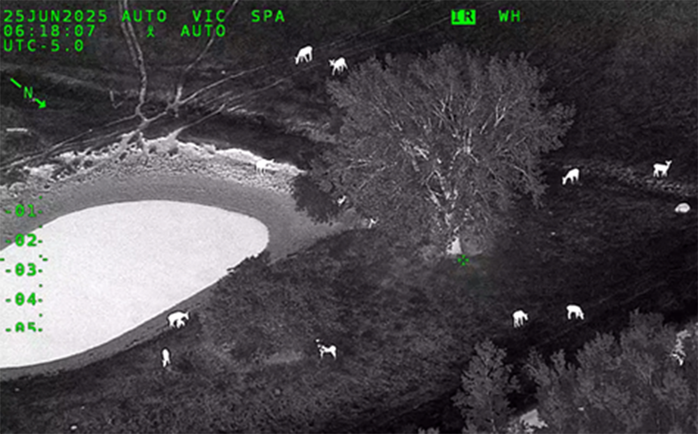 thermal image of an elk group