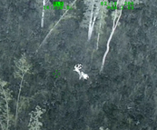 thermal image of a bull elk