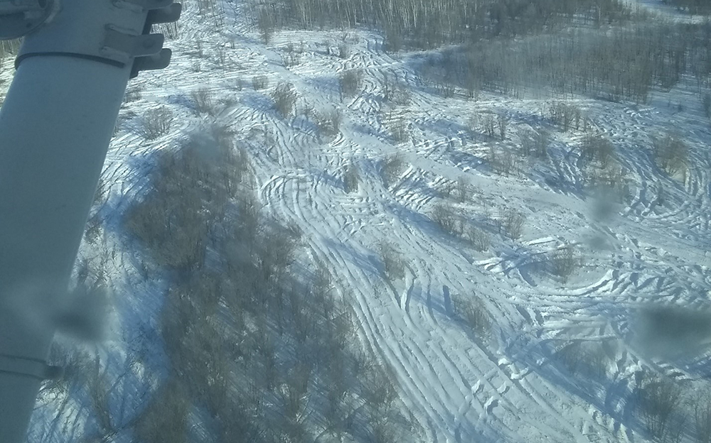 mowed area with some brush left behind for cover