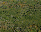 mowed area showing growth after a year