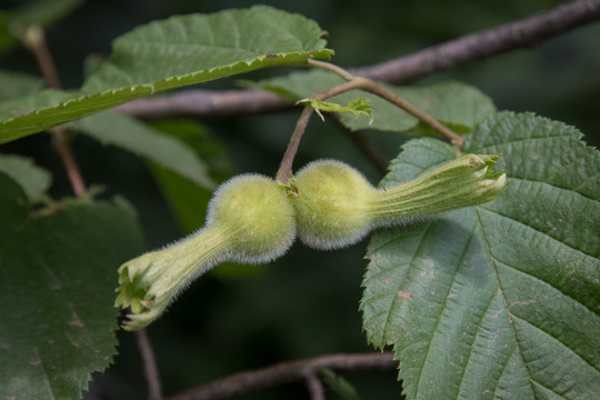 Beaked hazelnut by Brett Whaley