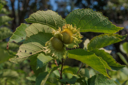 American hazelnut by Brett Whaley